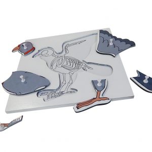 แผ่นต่อภาพรูปโครงกระดูกนก (Bird Skeleton Puzzle) - Image 4