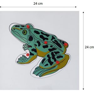แผ่นต่อภาพรูปโครงกระดูกกบ (Frog Skeleton Puzzle) - Image 3