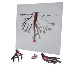 แผ่นต่อภาพรูปรากไม้ (Root Puzzle) - Image 3